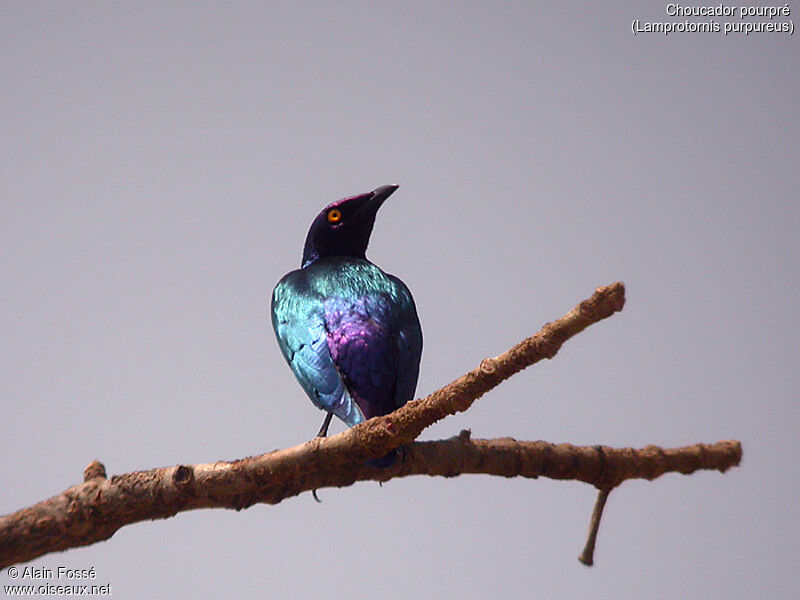 Purple Starling