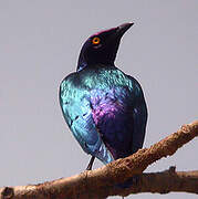 Purple Starling