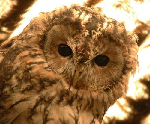 Tawny Owl