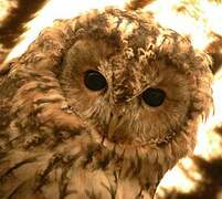 Tawny Owl