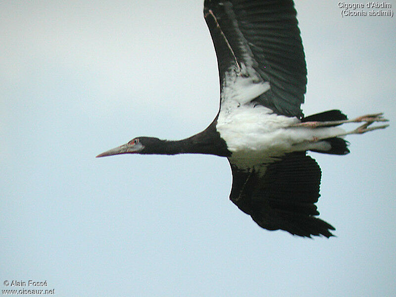 Abdim's Stork