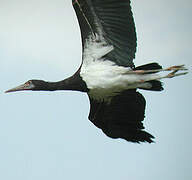 Cigogne d'Abdim