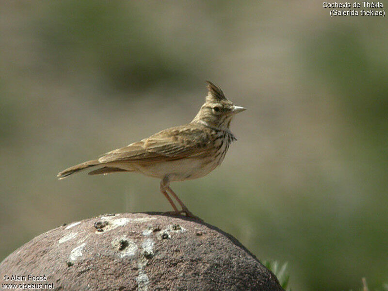 Cochevis de Thékla