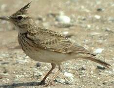 Crested Lark