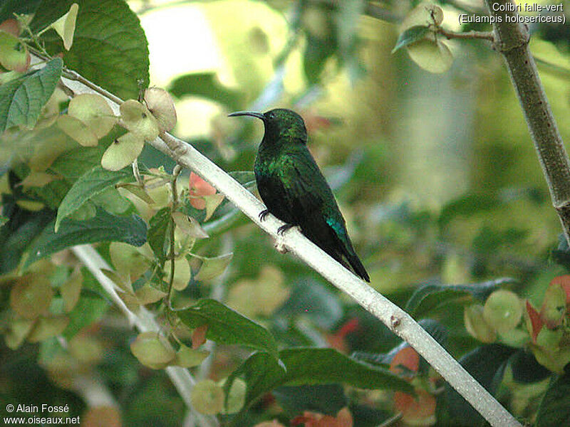 Green-throated Carib