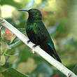 Colibri falle-vert