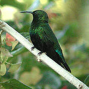 Green-throated Carib