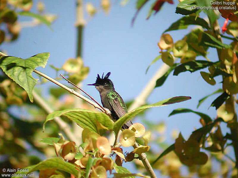 Antillean Crested Hummingbird