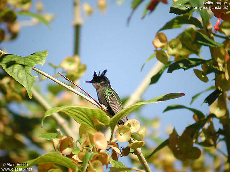 Colibri huppé