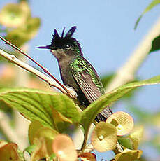 Colibri huppé