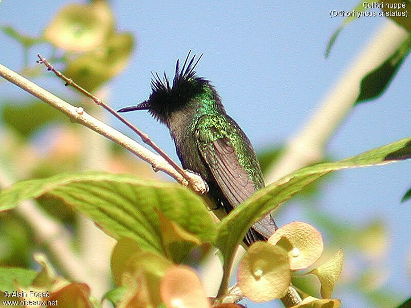 Colibri huppé