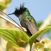 Antillean Crested Hummingbird