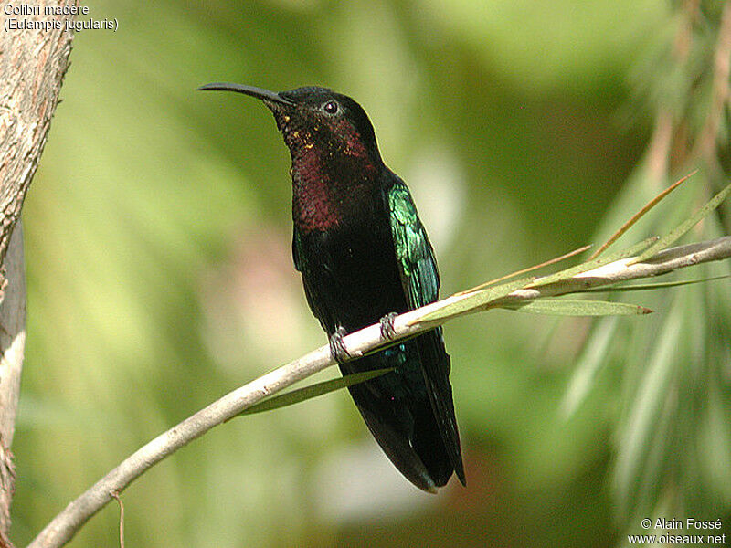 Colibri madère