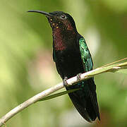 Purple-throated Carib