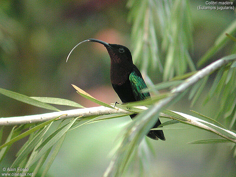 Colibri madère