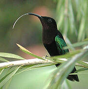 Purple-throated Carib