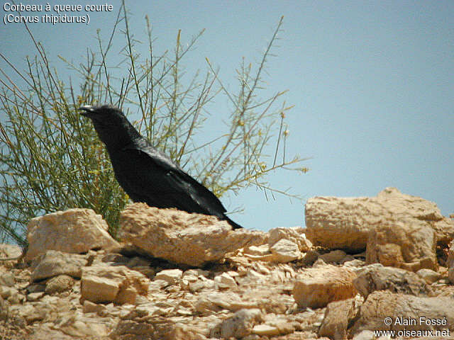 Corbeau à queue courte