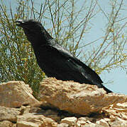 Fan-tailed Raven