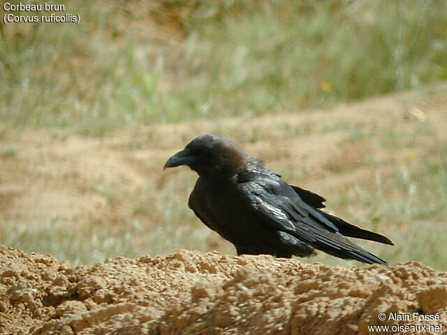 Brown-necked Raven