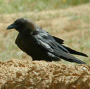 Brown-necked Raven