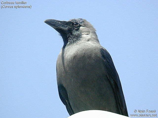 House Crow