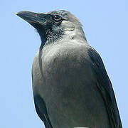 House Crow