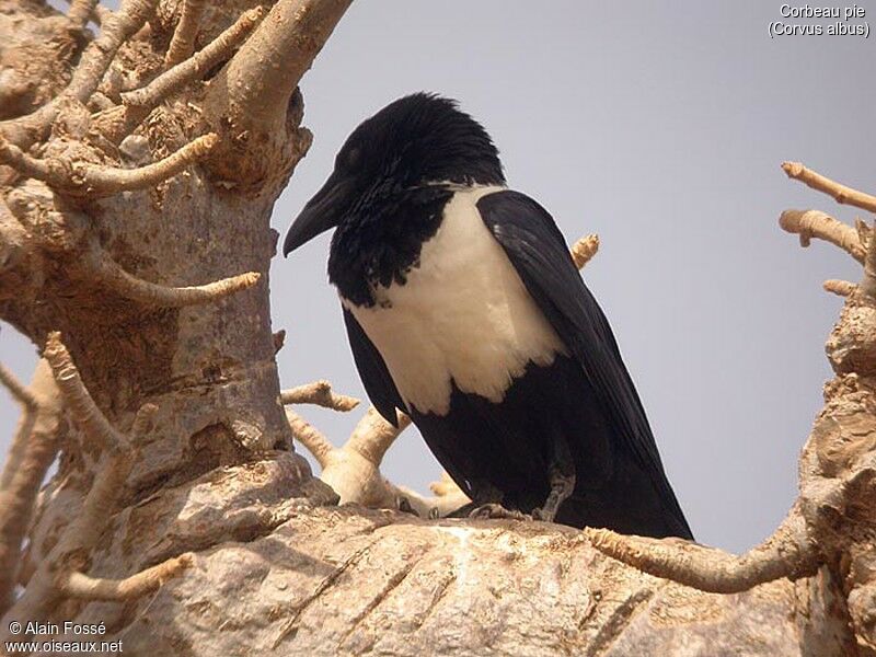 Pied Crow