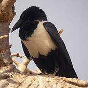 Pied Crow