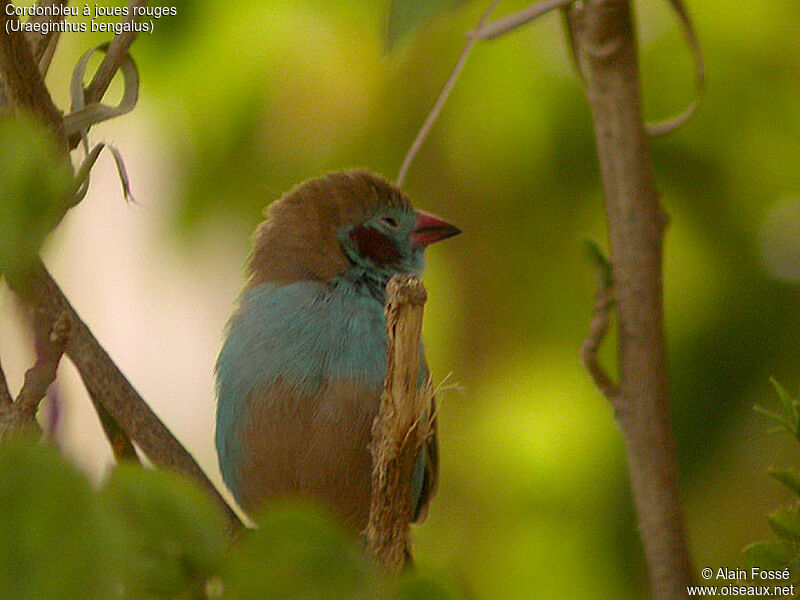 Cordonbleu à joues rouges