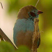 Red-cheeked Cordon-bleu