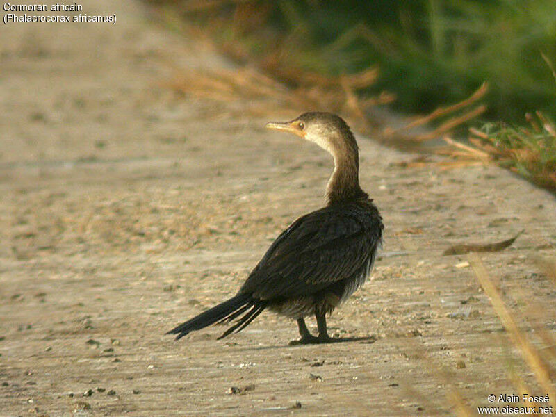 Cormoran africain