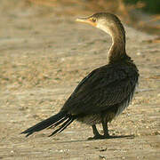 Reed Cormorant