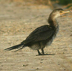 Cormoran africain