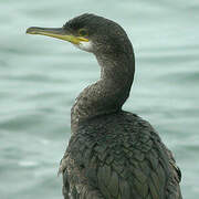 European Shag