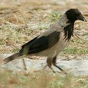 Hooded Crow