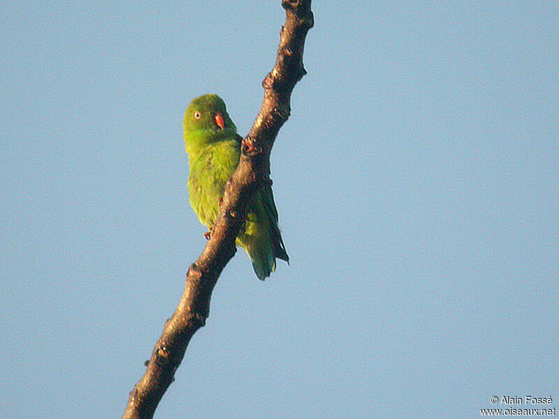 Vernal Hanging Parrotadult