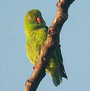 Vernal Hanging Parrot