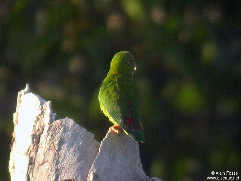 Vernal Hanging Parrotadult