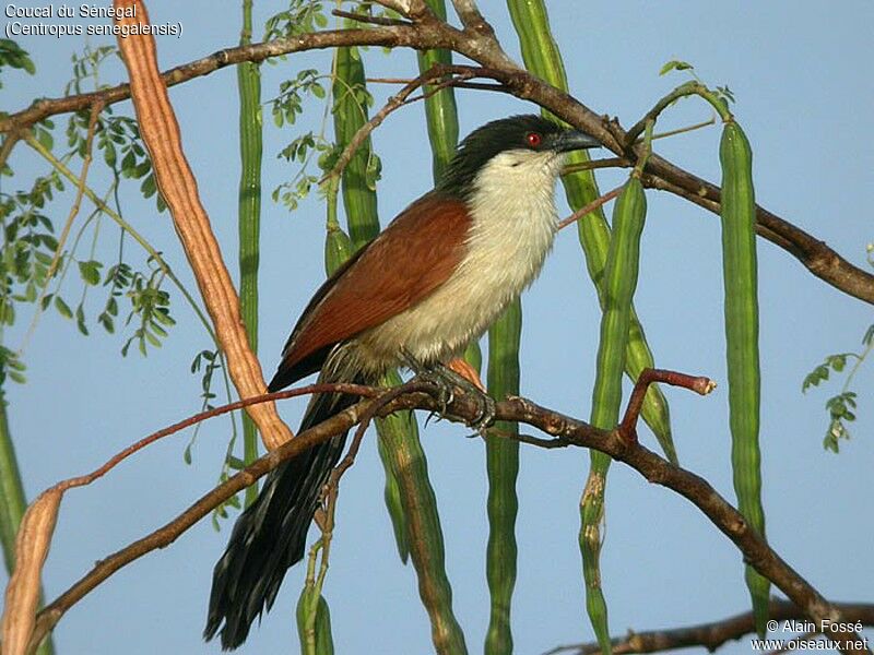 Senegal Coucal