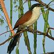 Coucal du Sénégal