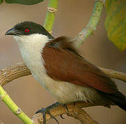 Senegal Coucal