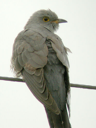 Common Cuckoo