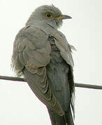 Common Cuckoo