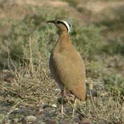 Cream-colored Courser