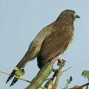 Brown Babbler