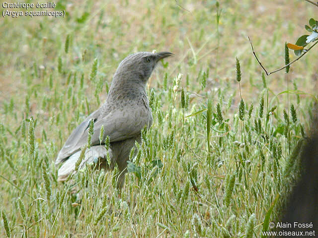 Arabian Babbler