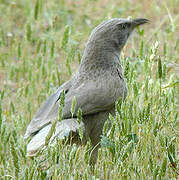 Arabian Babbler