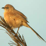 Fulvous Babbler