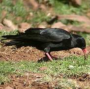 Red-billed Chough