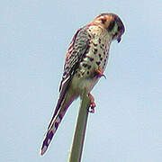 American Kestrel